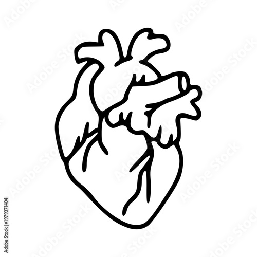 human anatomical heart doodle illustration