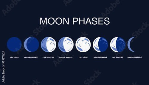 A vector graphic illustration of the different moon phases in a flat design style