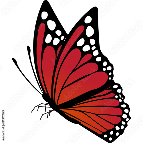 Butterfly Illustration