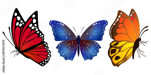 Butterfly Illustration
