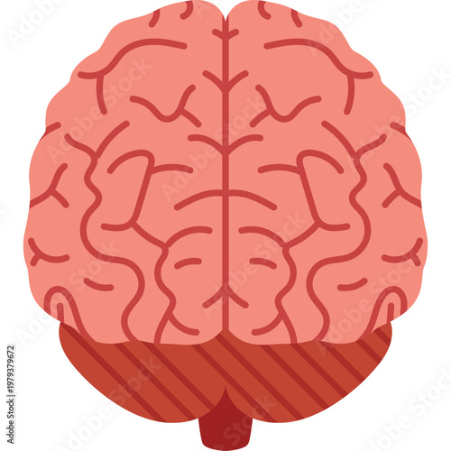 Brain Vector Illustration