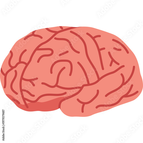 Brain Vector Illustration