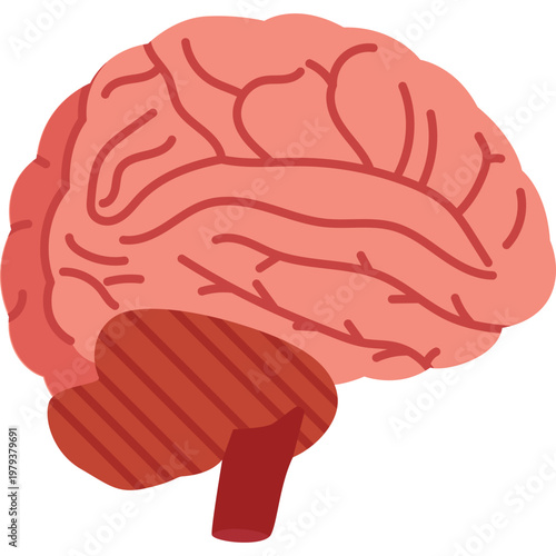 Brain Vector Illustration