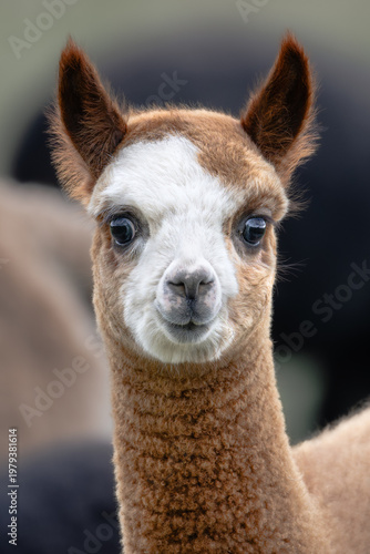 Cute baby alpaca portrait looking into camera
