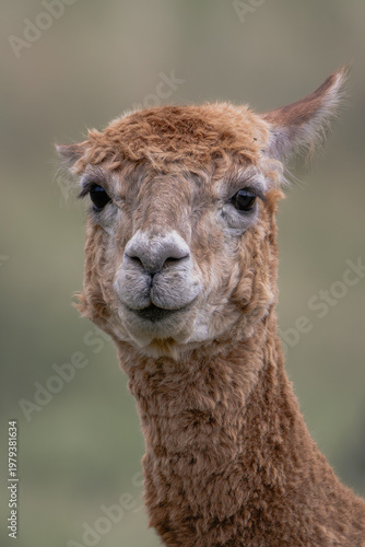 Brown alpaca portrait in soft natural light