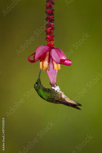 Buff-tailed coronet hangs feeding from banana flower