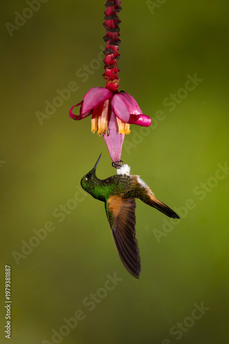 Buff-tailed coronet hangs from pink banana flower
