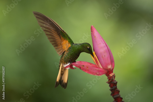 Buff-tailed coronet perches feeding from banana flower