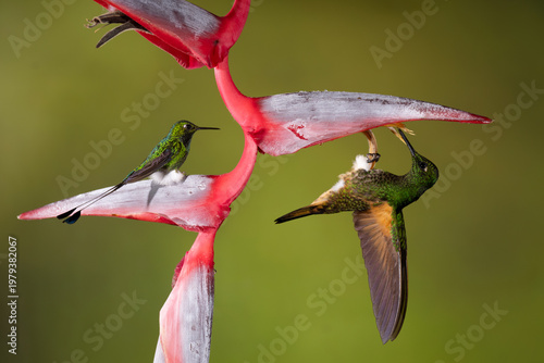 Tableau sur toile Buff-tailed coronet under heliconia near white-booted racket-tail