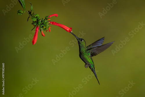 Male green-crowned brilliant drinks from Cape fuchsia