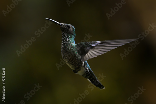 Female white-necked jacobin hovers with green bokeh