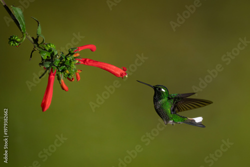 Female purple-bibbed whitetip flies towards Cape fuchsia