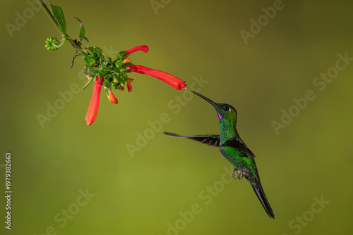 Male green-crowned brilliant hovers by Cape fuchsia