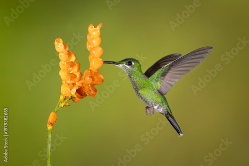 Green-crowned brilliant hovers drinking from orange flowers