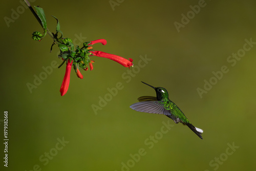 Female purple-bibbed whitetip flies toward Cape fuchsia