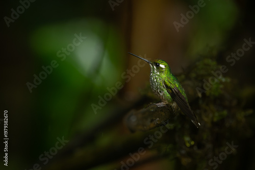 Female purple-bibbed whitetip looks up from twig
