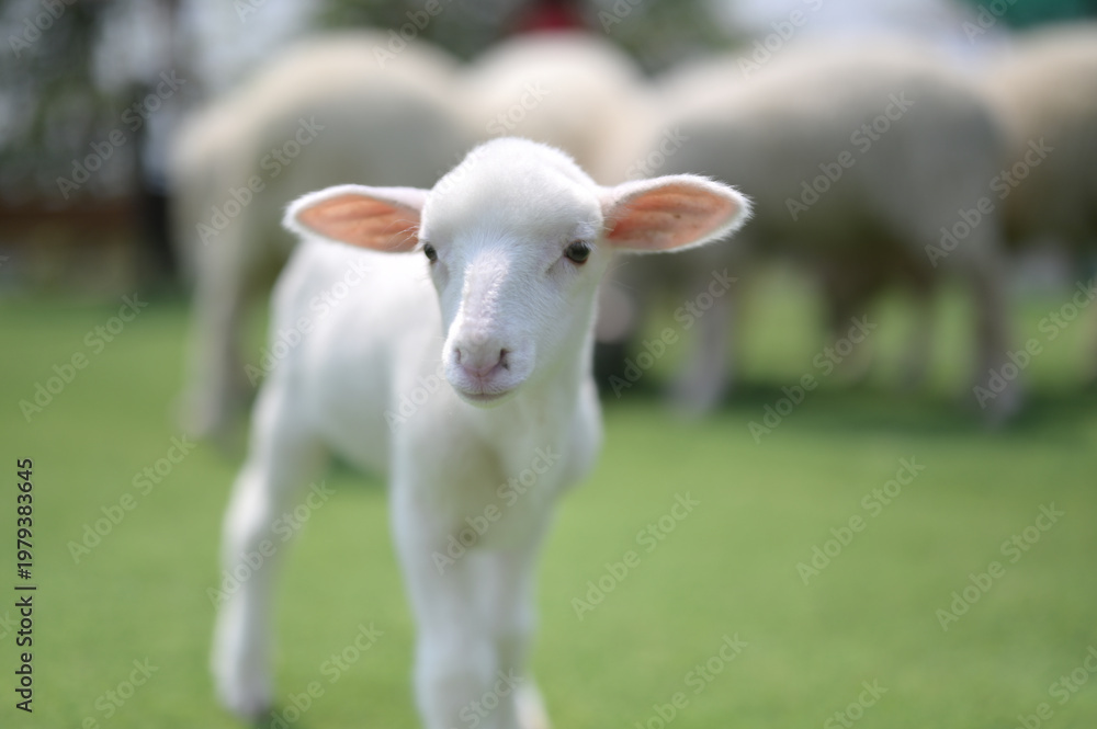 Obraz premium A close-up of a young white lamb standing on green grass with blurred sheep in the background on a sunny day.