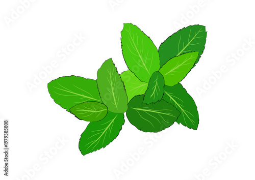 Mint Leaves