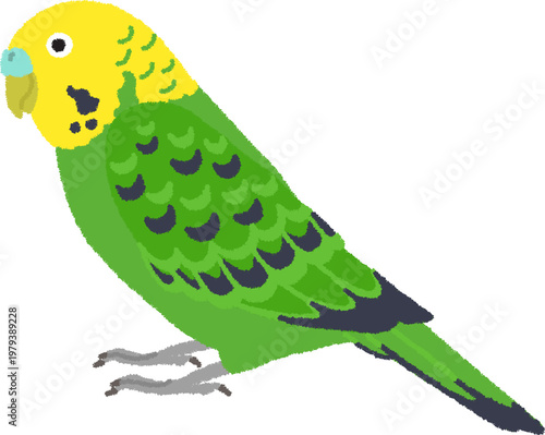 セキセイインコのイラスト