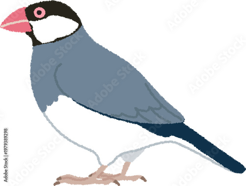 文鳥（ブンチョウ）のイラスト