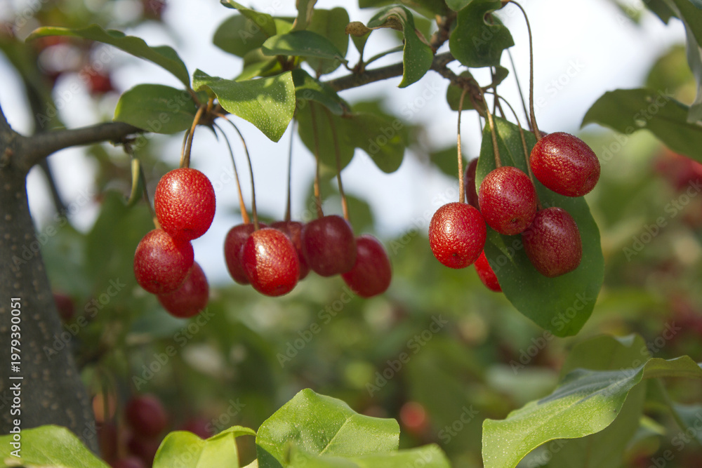 Fototapeta premium Ripe Autumn Olive Berries (Elaeagnus Umbellata) growing on a branch . oleaster