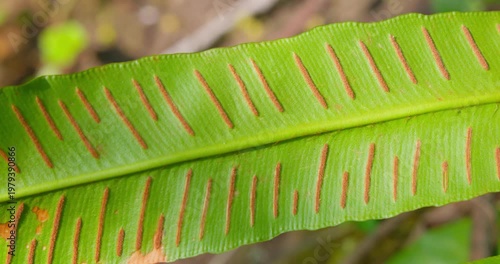 Hart’s-tongue fern (Asplenium scolopendrium) leaf underside with sori