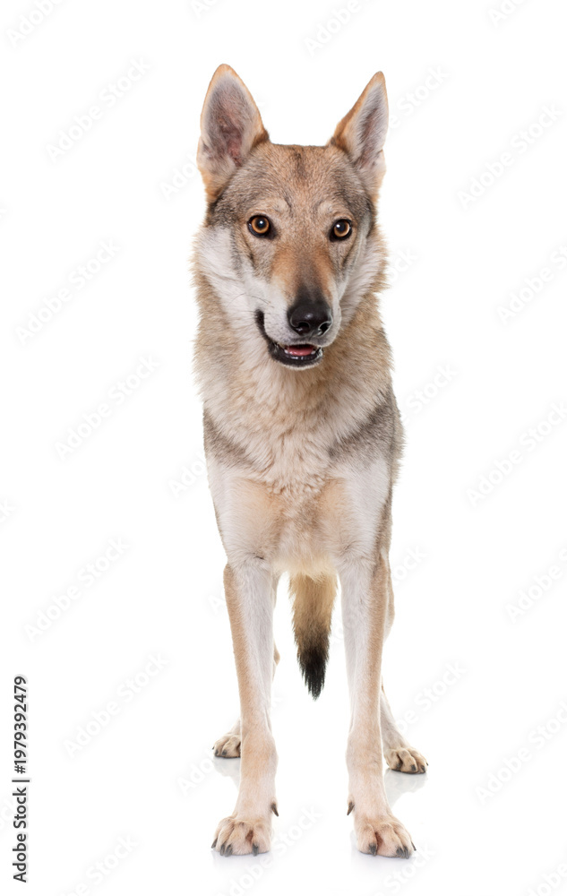 Obraz premium czechoslovakian wolf dog