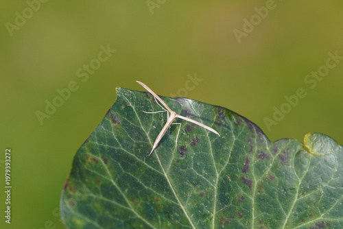 Ivy leaf with the plume moth Common Plume, Morning-glory plume, Emmelina monodactyla. Family Pterophoridae. Spring, April. Netherlands.