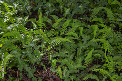 Принти на полотні These are bracken growing in the forest.