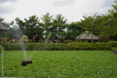 Tropical green pond covered with water hyacinth and traditional thatched gazebos