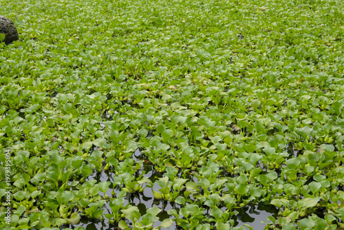 Lush green water hyacinth plants floating densely on a pond surface