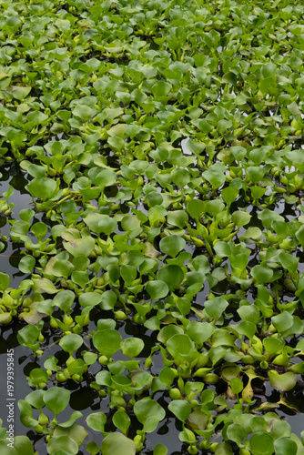 Lush green water hyacinth plants floating densely on a pond surface