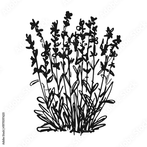 Lavender flowers line art drawing. Hand drawn botanical black ink sketch. Minimalist floral element for wedding invitation, logo design, organic cosmetics packaging and herbal medicine. 