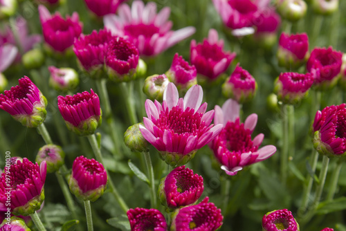 Close-up of purple chrysanthemum flowers