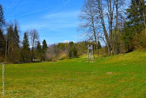 Green meadow at the forest edge with a wooden watch tower in Gorenjska, Slovenia