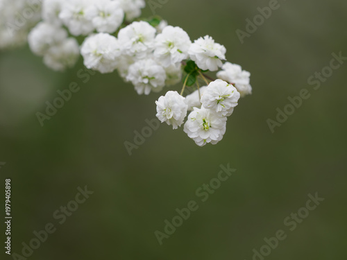 春に小さな白い花を咲かせるシジミバナ