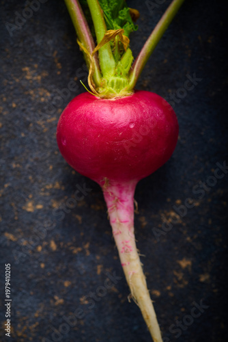 Red radish freshly picked from the garden