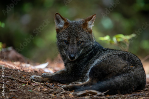Darwins Fox (Lycalopex fulvipes) also known as Zorro chilote. Chiloé, Chile.