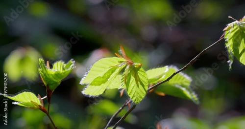 Young European beech leaves (Fagus sylvatica) in backlight