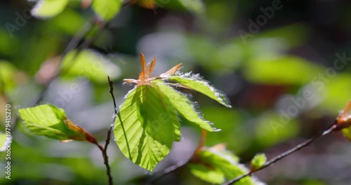 Young European beech leaves (Fagus sylvatica) in backlight