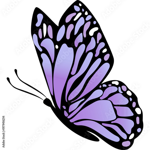 Butterfly Illustration