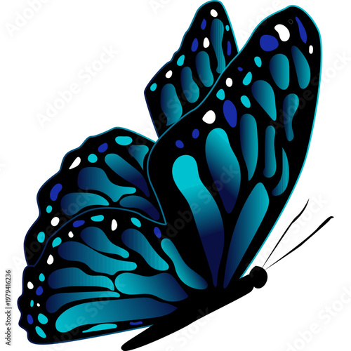 Butterfly Illustration