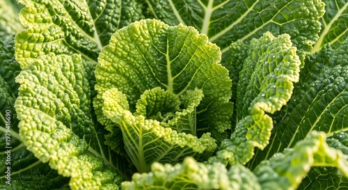 Fresh green cabbage leaves closeup view.