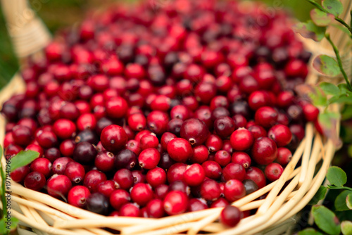 Freshly picked cranberries in a basket surrounded by forest plants capturing the essence of a natural and organic berry harvest.
