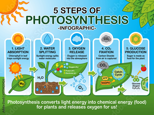 5 steps of Photosynthesis infographic, vector file