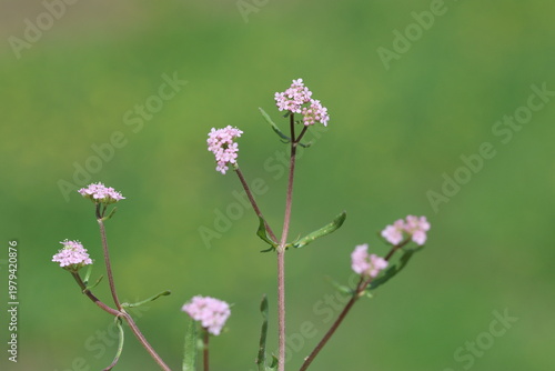 Spring Awakening: Delicate Marsh Valerian (Valeriana Dioica) in Bloom