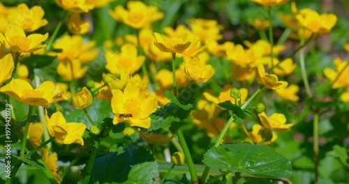 Caltha palustris in bloom, marsh marigold flowers in wetland