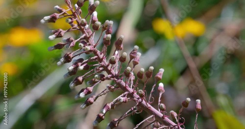 Butterbur (Petasites hybridus) pink spring inflorescence macro in woodland