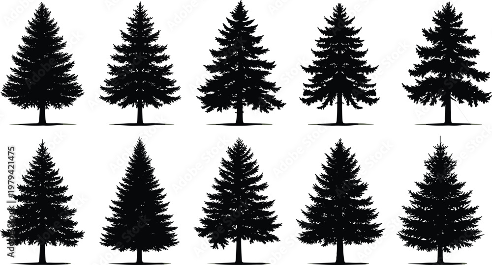 Fototapeta premium Black spruce pine tree silhouette set isolated on white background for Christmas winter nature forest landscape graphic design vector illustration