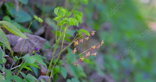 Alpine barrenwort (Epimedium alpinum) in bloom in forest